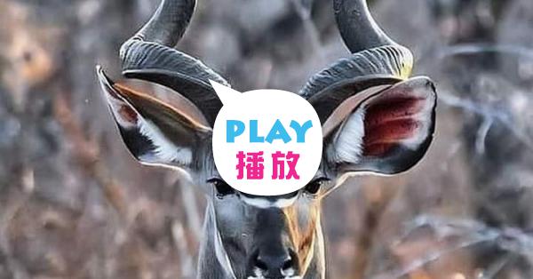 扭角林羚 Peopo 公民新聞 扭角林羚 Peopo 公民新聞