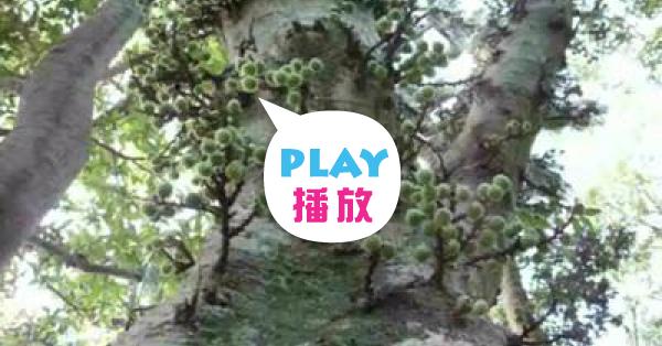受保護的佛教聖樹 優曇華 Peopo 公民新聞