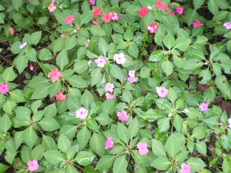 自然觀察 鳳仙花和非洲鳳仙花 Peopo 公民新聞
