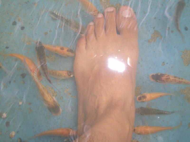 幫忙去角質皮奇特的溫泉魚 peopo 公民新聞