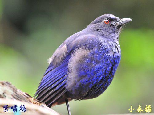 土城彈藥庫鳥類生態豐富紫嘯鶇跟你say Hello Peopo 公民新聞