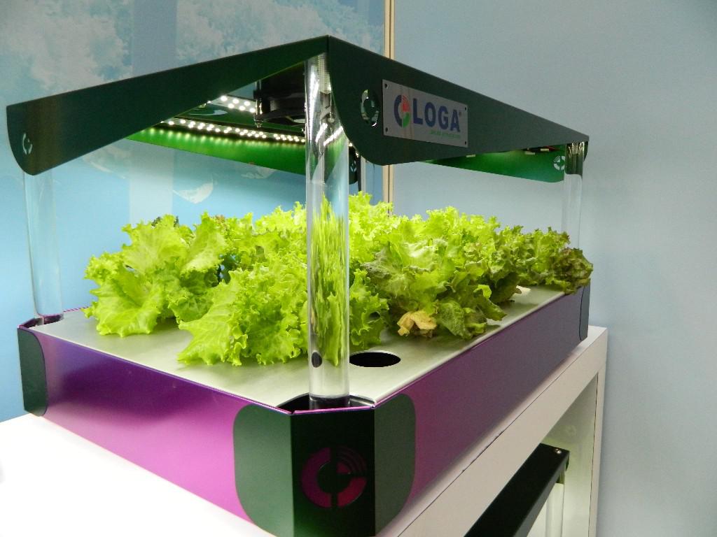 水耕水植水生植物魚菜共生植物工廠