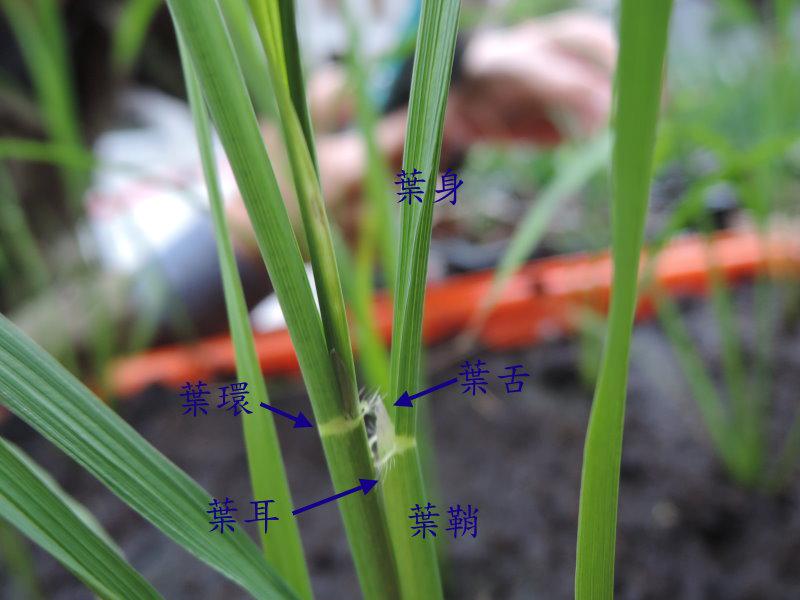 稻葉 葉舌和葉耳 Peopo 公民新聞