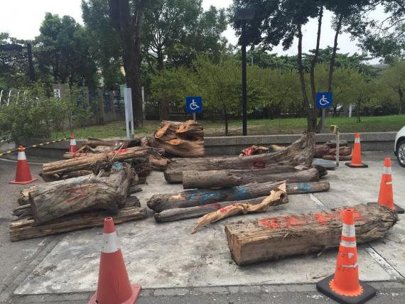 山老鼠+盜伐3塊總重近2百公斤台灣檜木+近二噸台灣檜木，除形