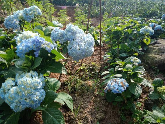 把握繡球花產季時節到萬里賞花 Peopo 公民新聞 把握繡球花產季時節到萬里賞花 Peopo 公民新聞