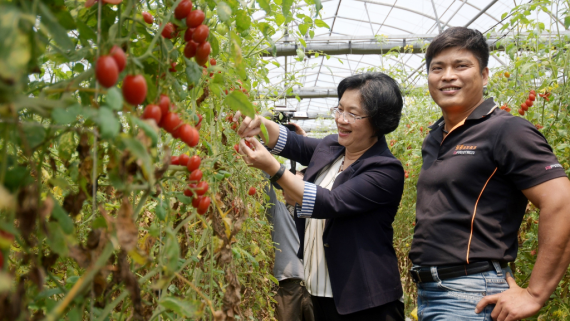 彰化青農柯景發從科技廠長改務農農業科技栽培無毒番茄 Peopo 公民新聞