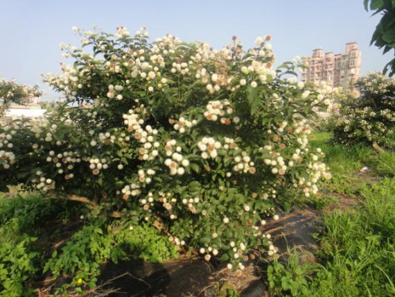 宜蘭珍稀水陸雙棲水生植物 風箱樹 Peopo 公民新聞