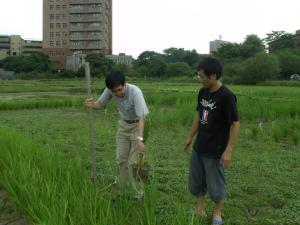 水稻雜交實習 | PeoPo 公民新聞