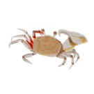 Crab Hsieh