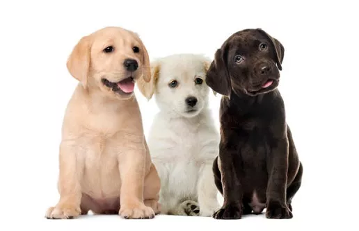 puppy_主圖