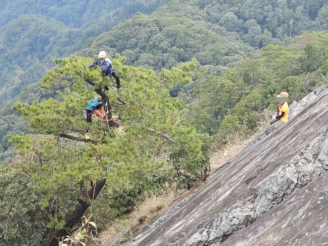 山訓教練在鳶嘴山爬樹B20241228登山靠北大小事