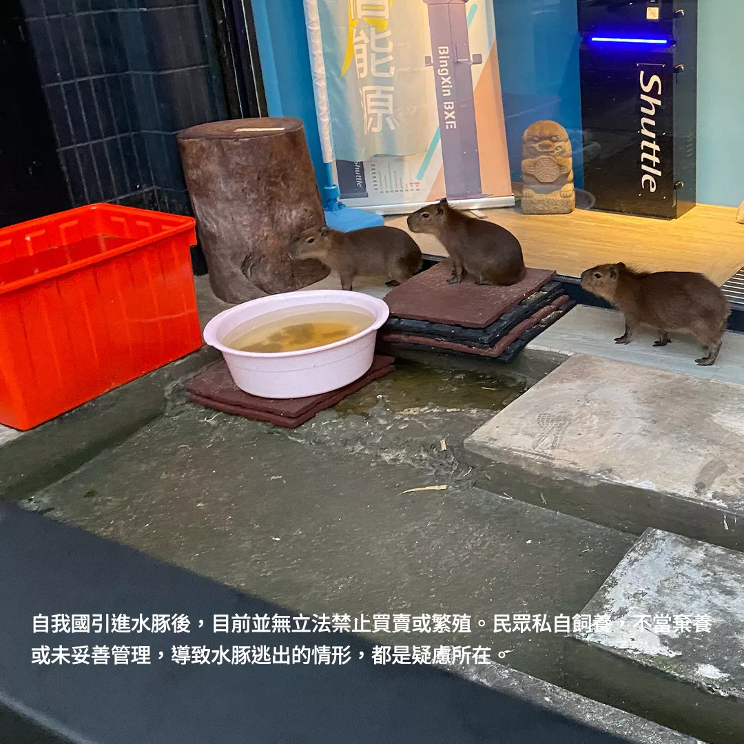 自我國引進水豚後,目前並無立法禁止買賣或繁殖。民眾私自飼養,不當棄養或未妥善管理,導致水豚逃出的情形,都是疑慮所在。