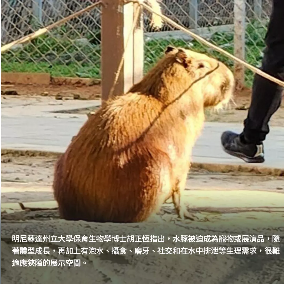 明尼蘇達州立大學保育生物學博士胡正恆指出,水豚被迫成為寵物或展演品,隨著體型成長,再加上有泡水、攝食、磨牙、社交和在水中排泄等生理需求,很難適應狹隘的展示空間。