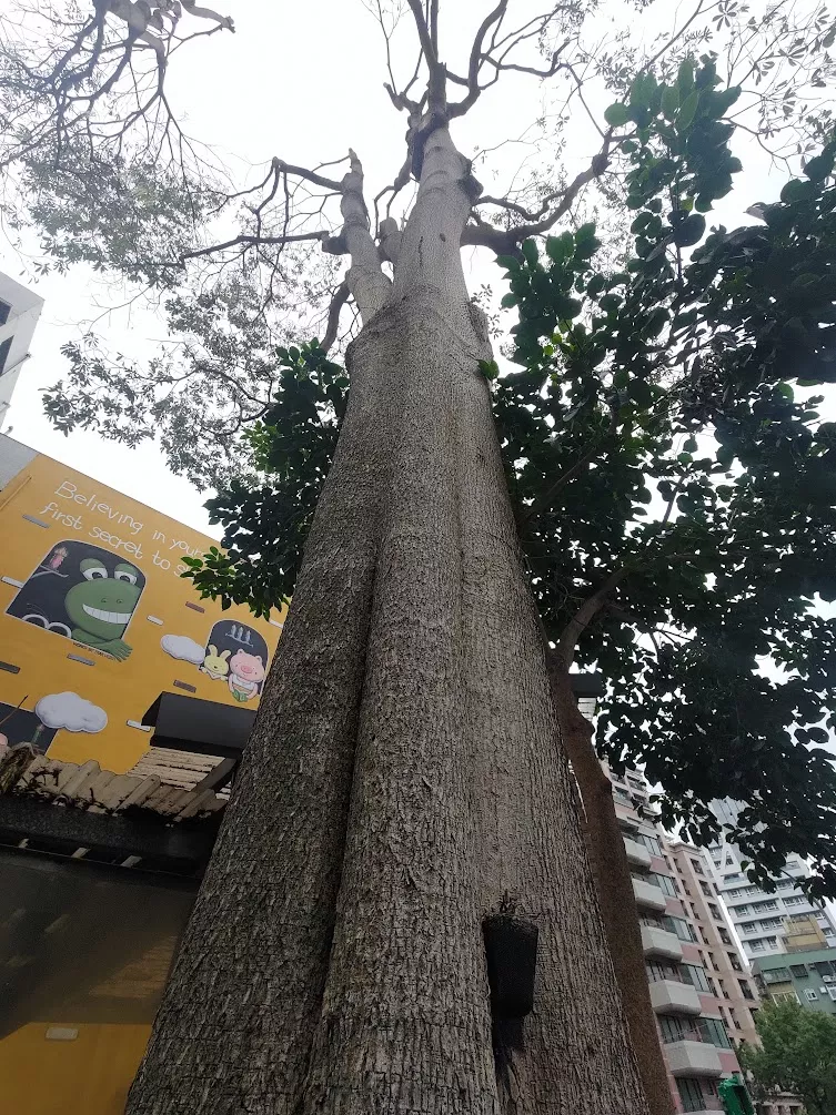黑板樹 1