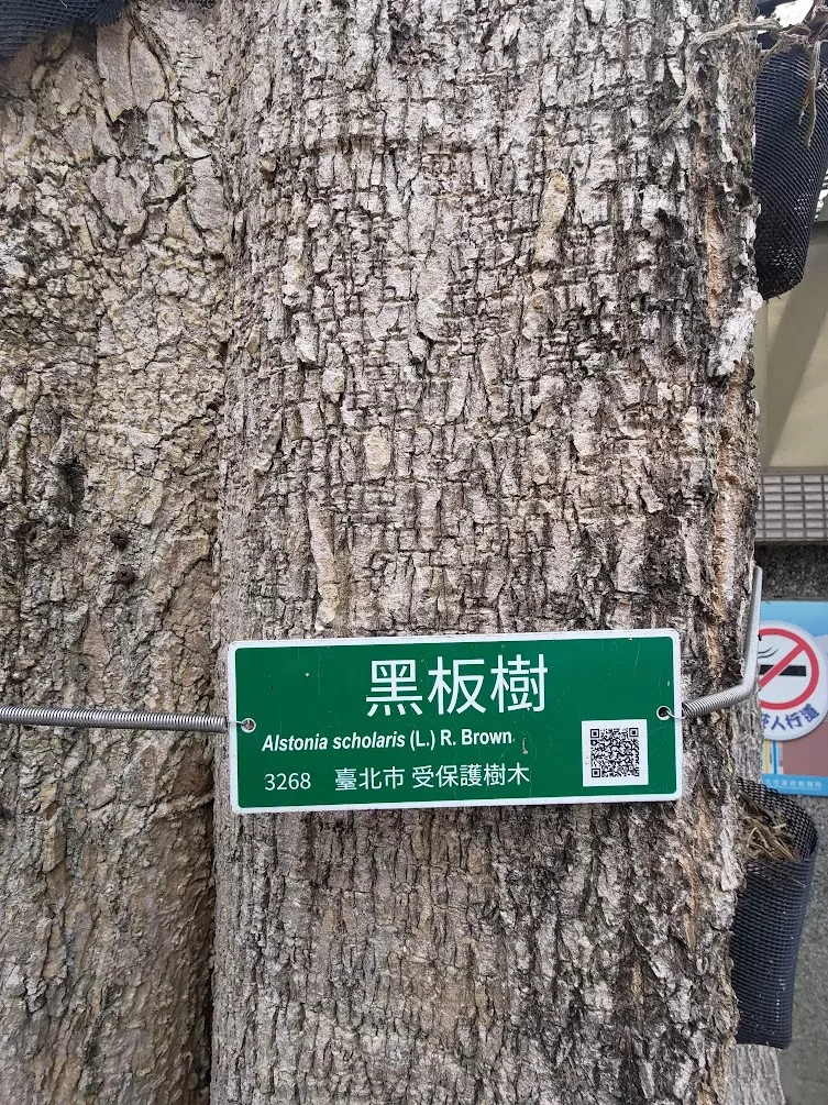黑板樹 2