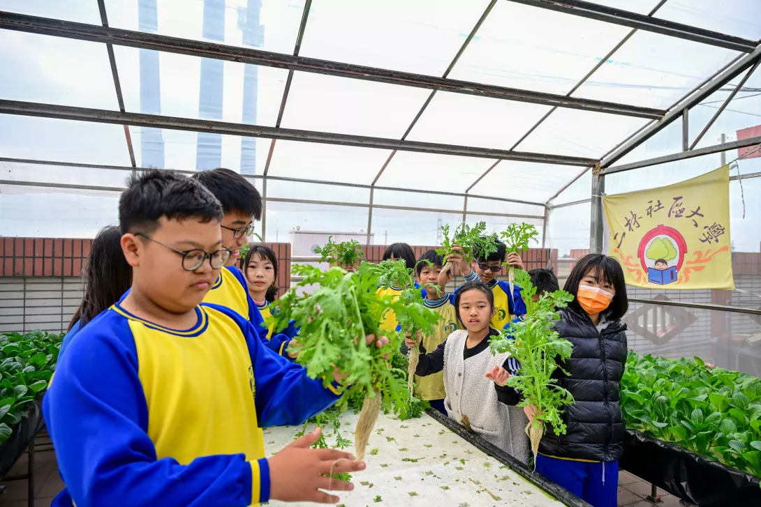 圖:同學們到水耕溫室採收山茼蒿