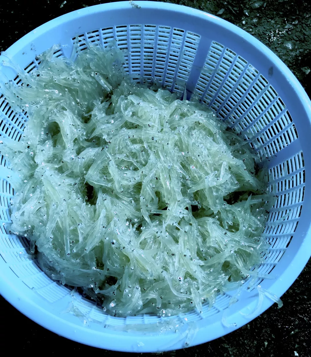 這次的魚種純度高,價錢也比較好