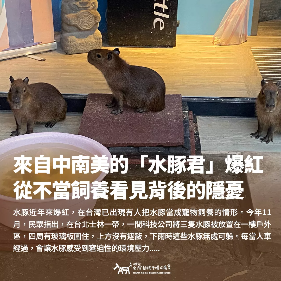 水豚近年來爆紅,在台灣已出現有人把水豚當成寵物飼養的情形。