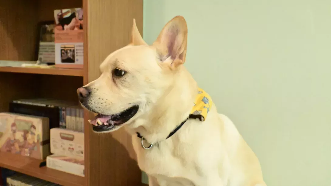 浪犬