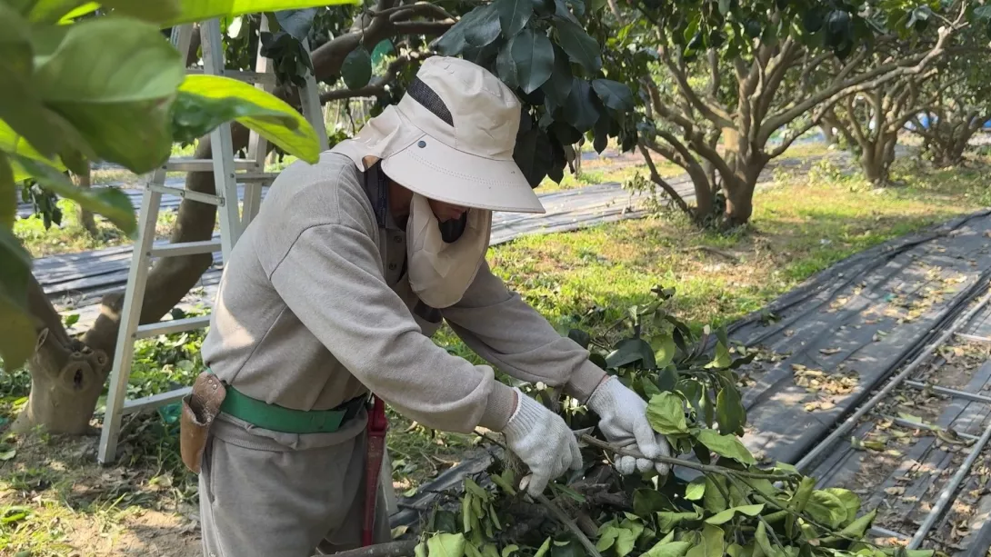第117則-老農夫的文旦園-修剪枝上傳照片01
