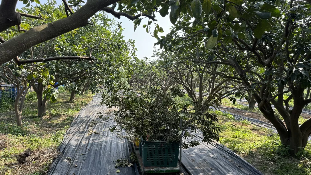 第117則-老農夫的文旦園-修剪枝上傳照片05