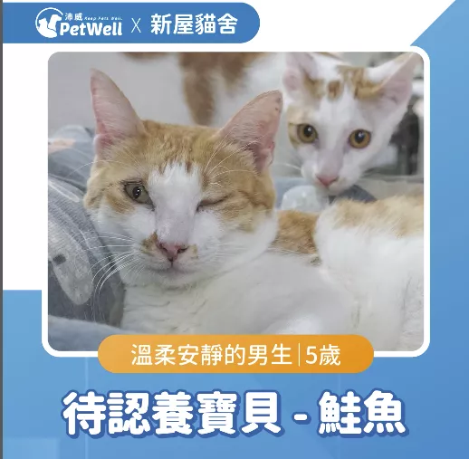 鮭魚