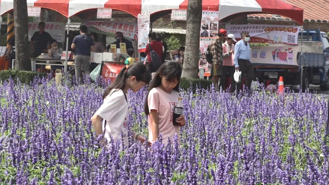 學甲蜀葵花2