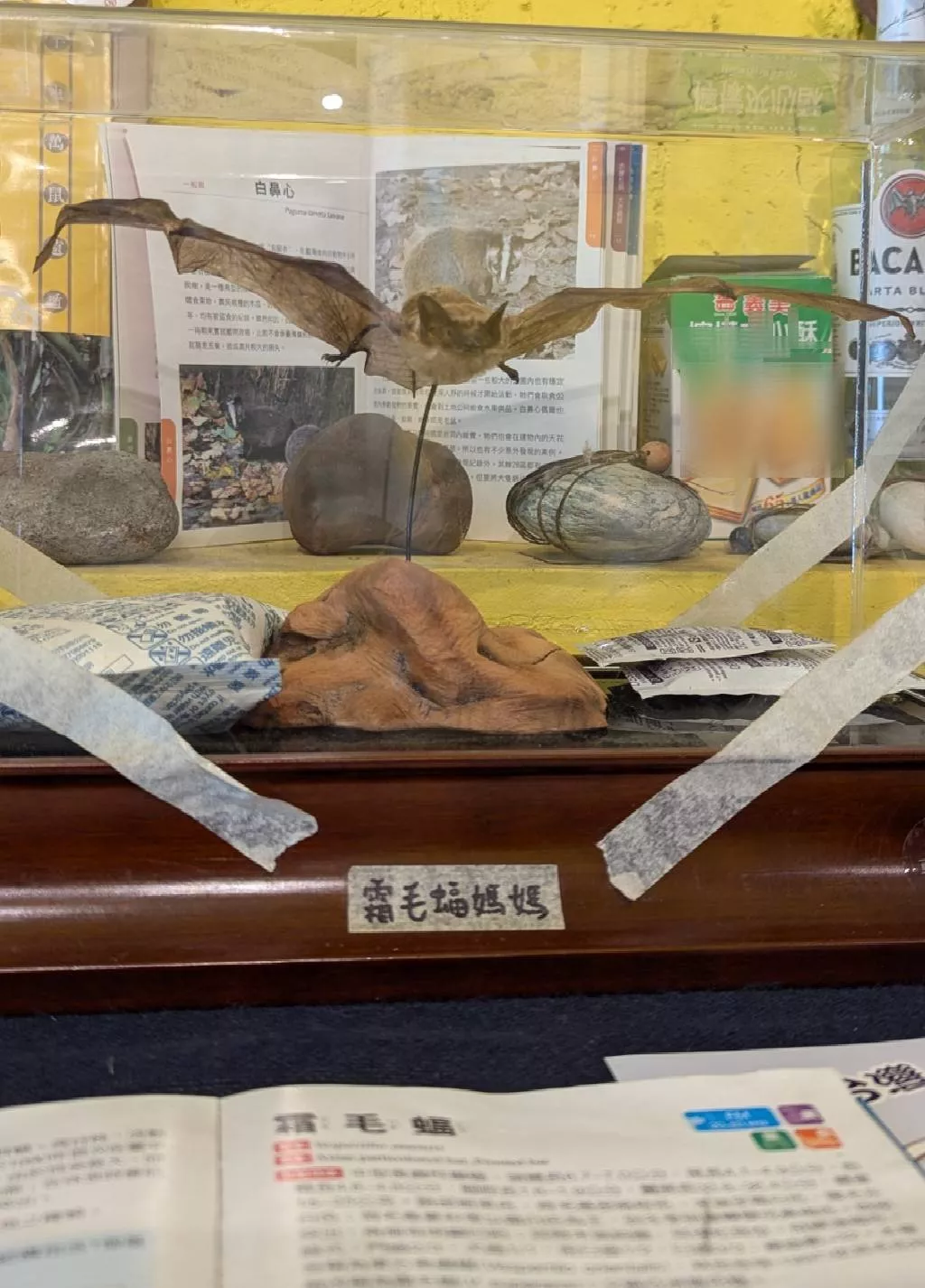 霜毛蝠