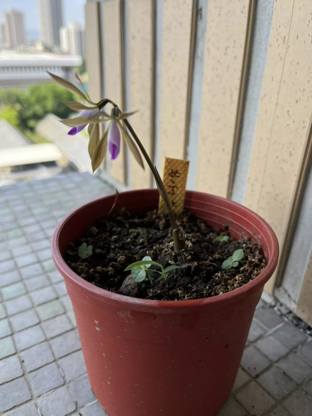 紫背脈葉蘭