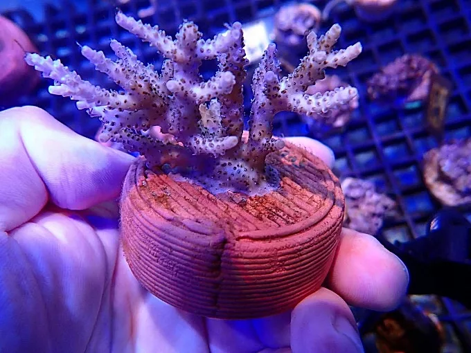 龍華科大攜手海洋大學USR創新珊瑚復育低碳技術 打造海洋永續新篇章-3