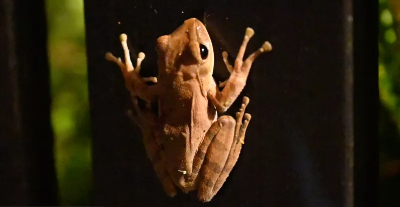 1-斑腿