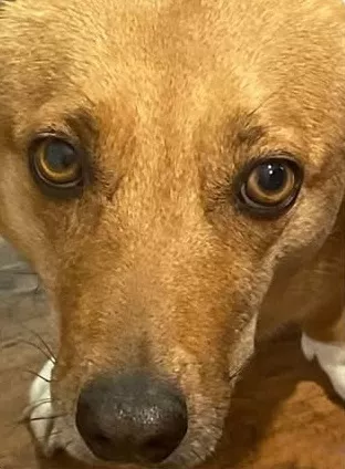 Dog eye 1
