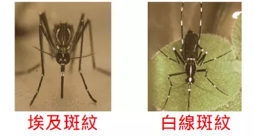 蚊子