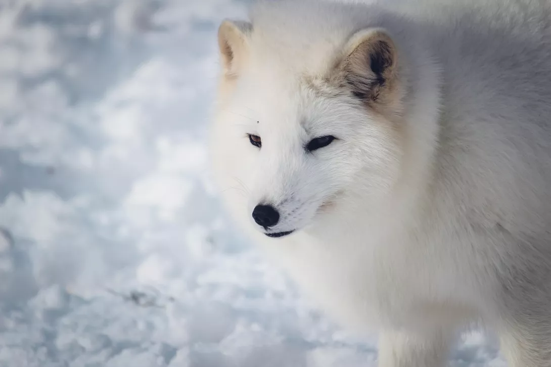 arctic-fox-8153158_1280
