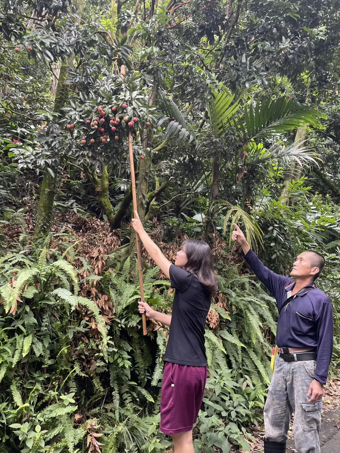 湘貿協助父親果園搶收