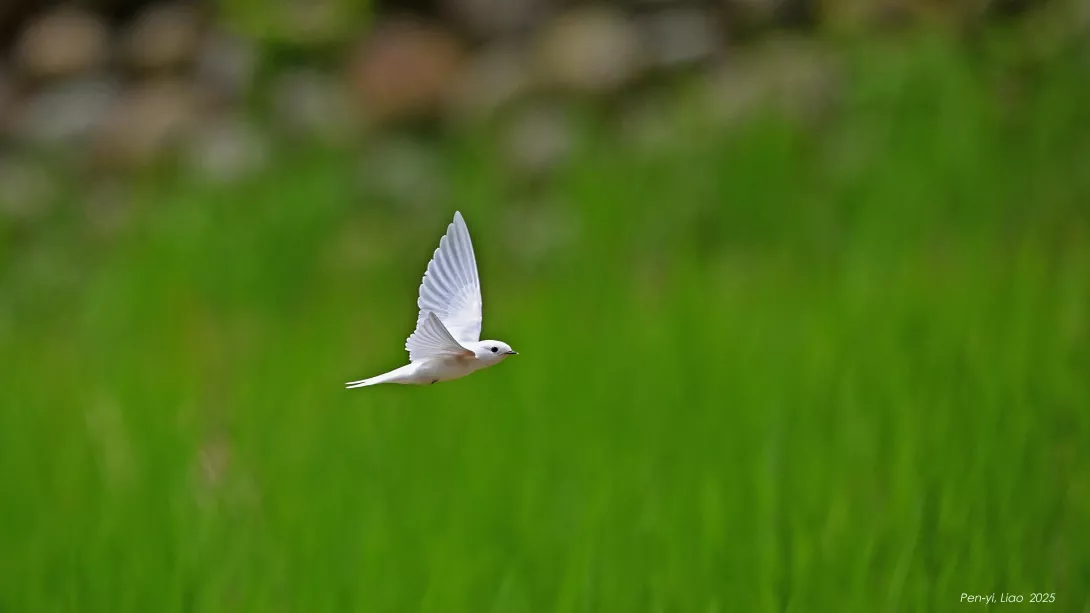DSC_1114-i 白化洋燕 銅鑼 20250808