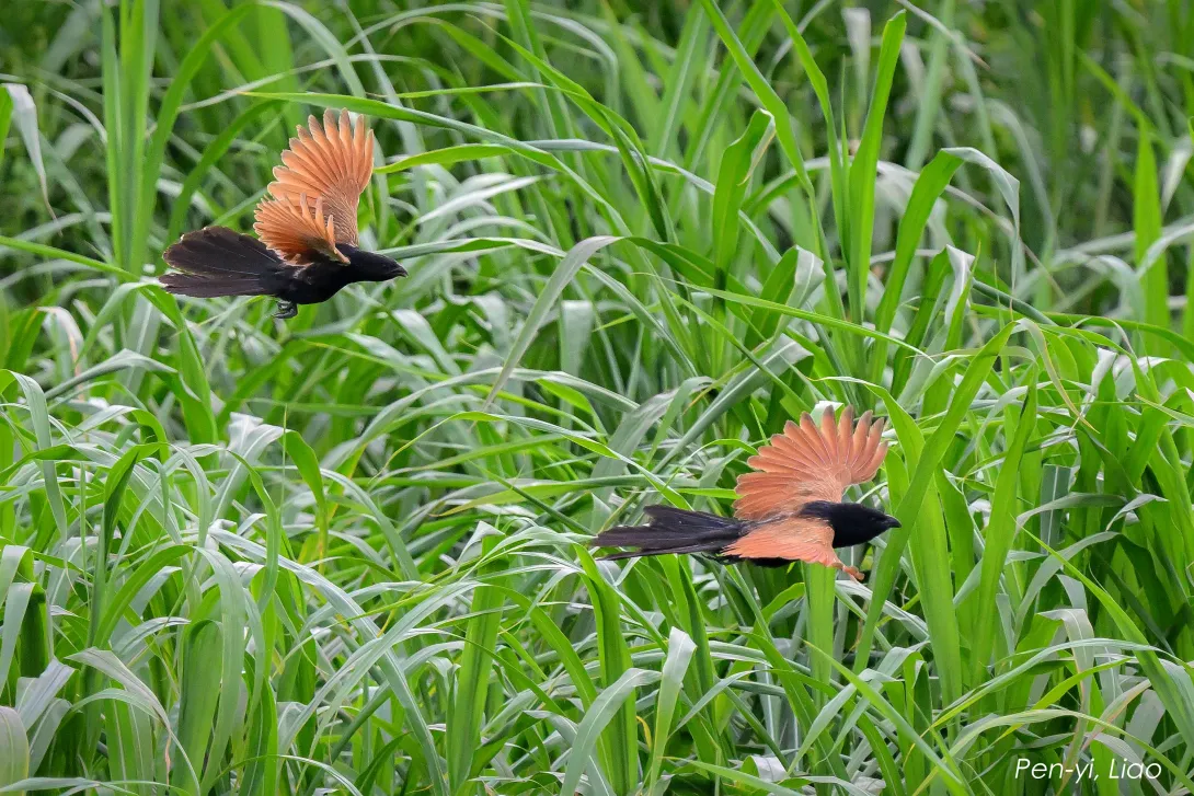 DSC_1240-i 番鵑 大里 20230627