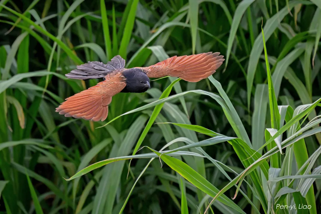 DSC_1399-i 番鵑 大里 20230627