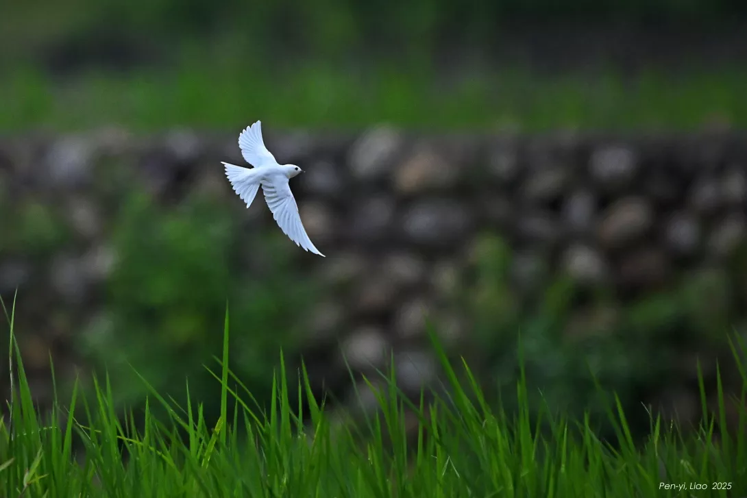 DSC_9485-i 白化洋燕 銅鑼 20250808