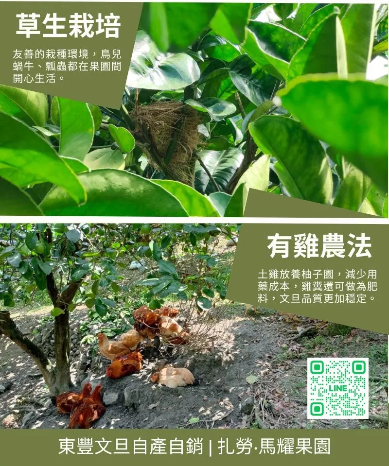 【草生栽培有雞農法】扎勞馬耀果園_04