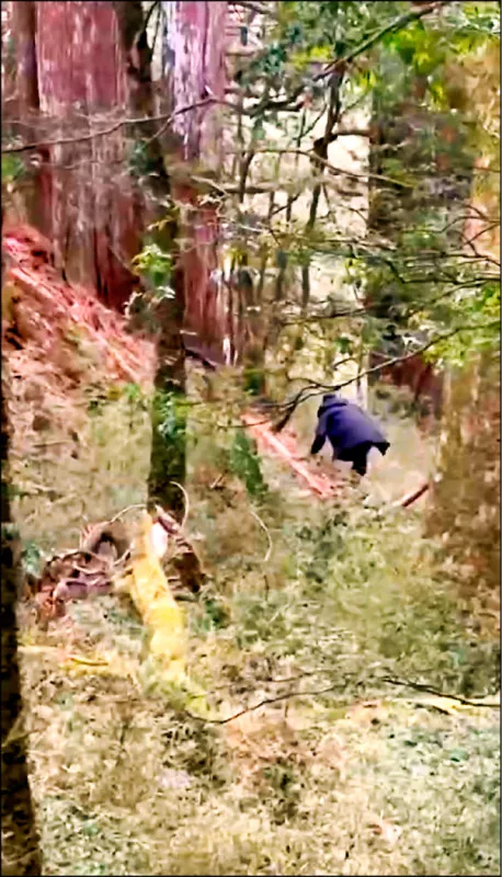 海僕富士山直擊台灣扁柏神木遭開膛破肚逃逸20250828自由時報