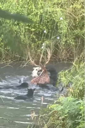 遊蕩犬群攻梅花鹿
