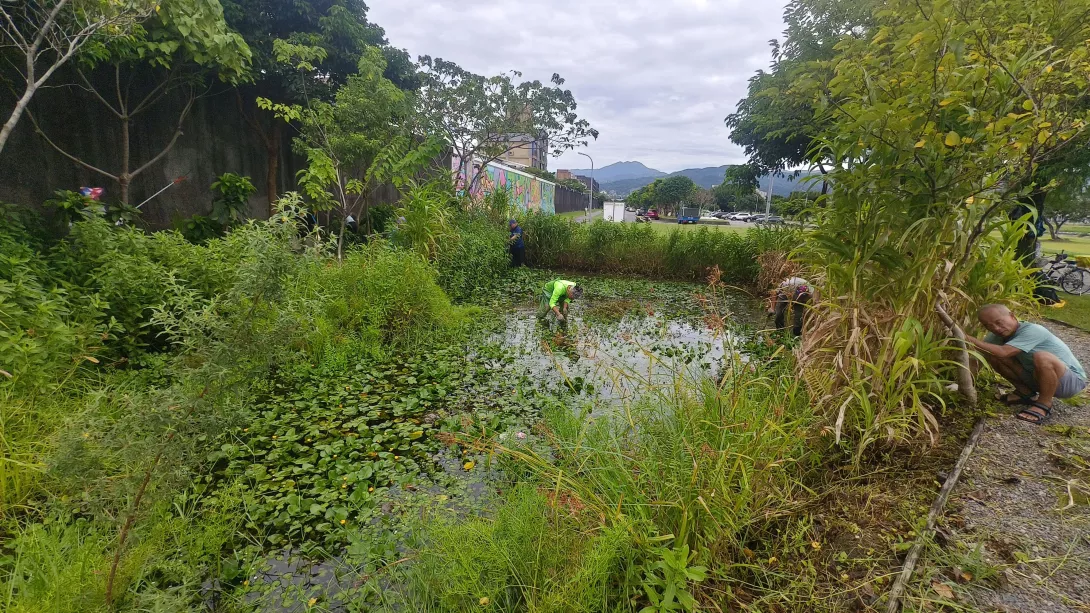 努力移除外來入侵種植物