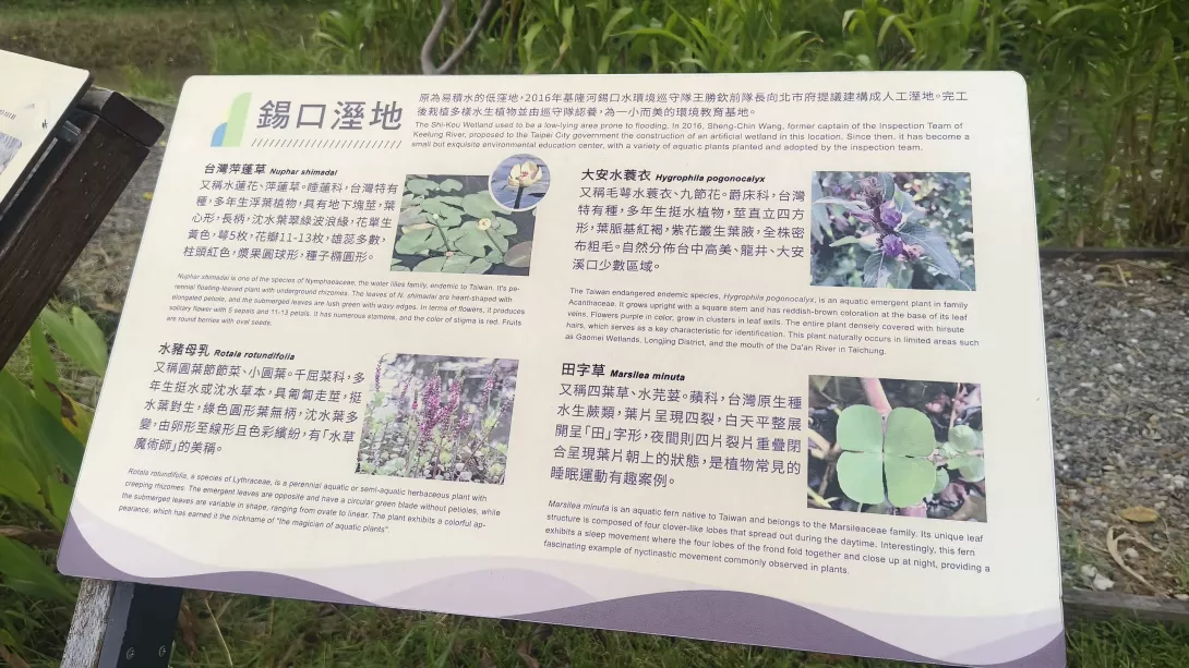 錫口溼地的原生種植物