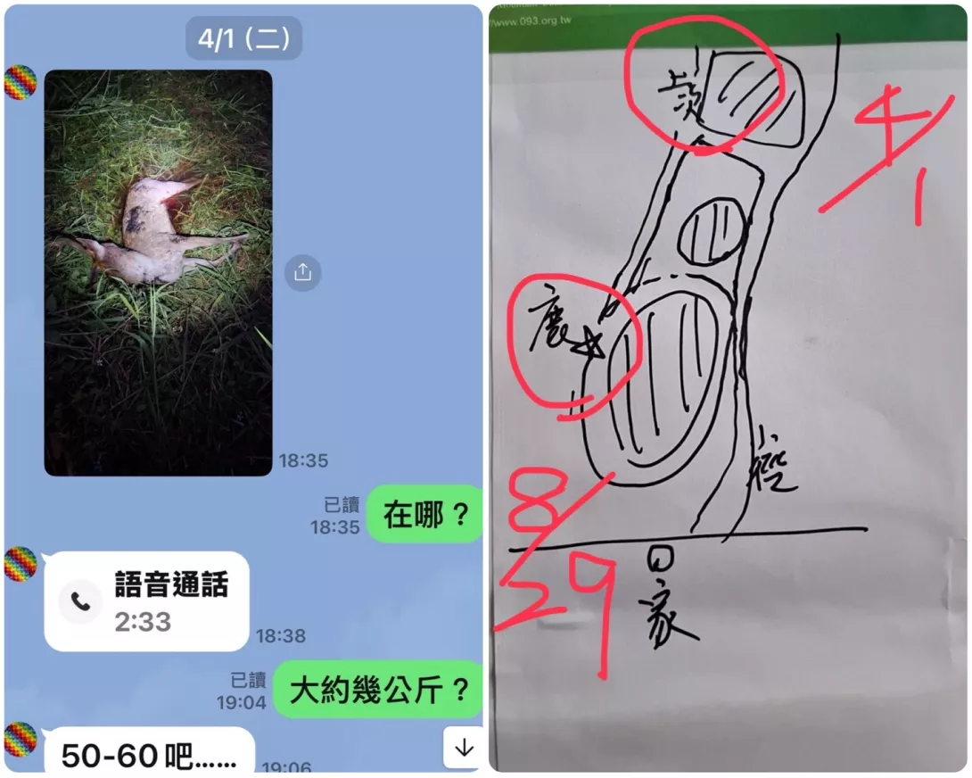 四月份發現梅花鹿屍體