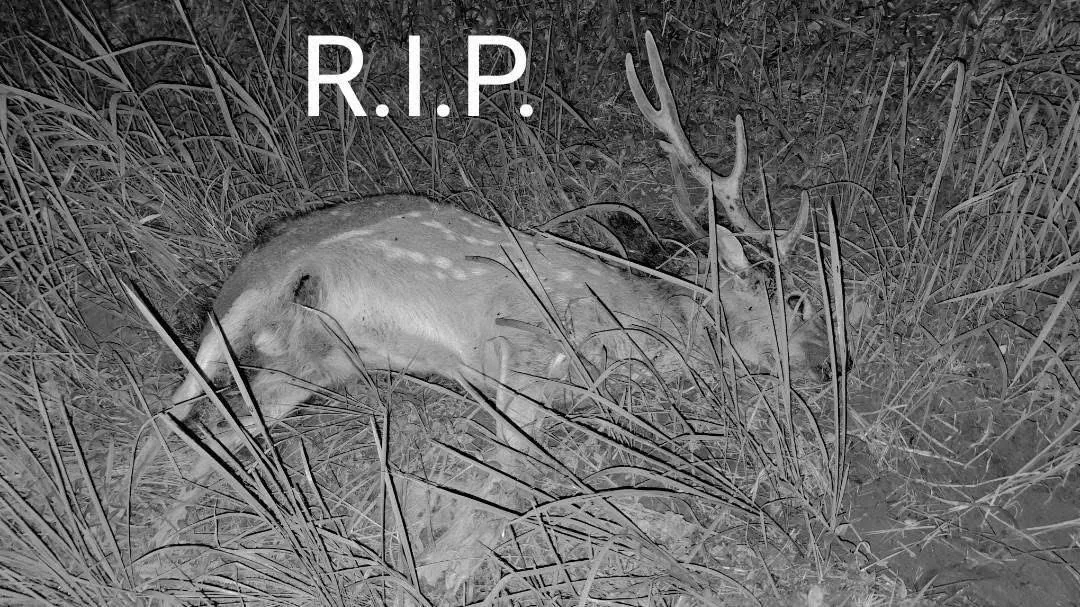 馬頭山梅花鹿死亡