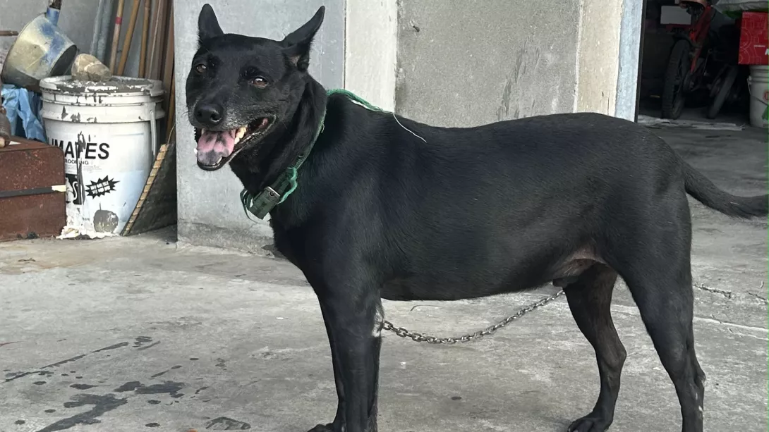 dog