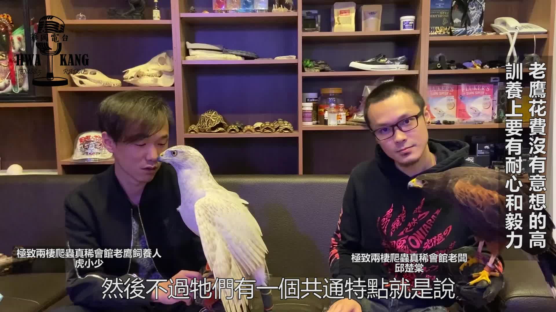 老鷹花費沒有意想的高訓養上要有耐心和毅力| PeoPo 公民新聞