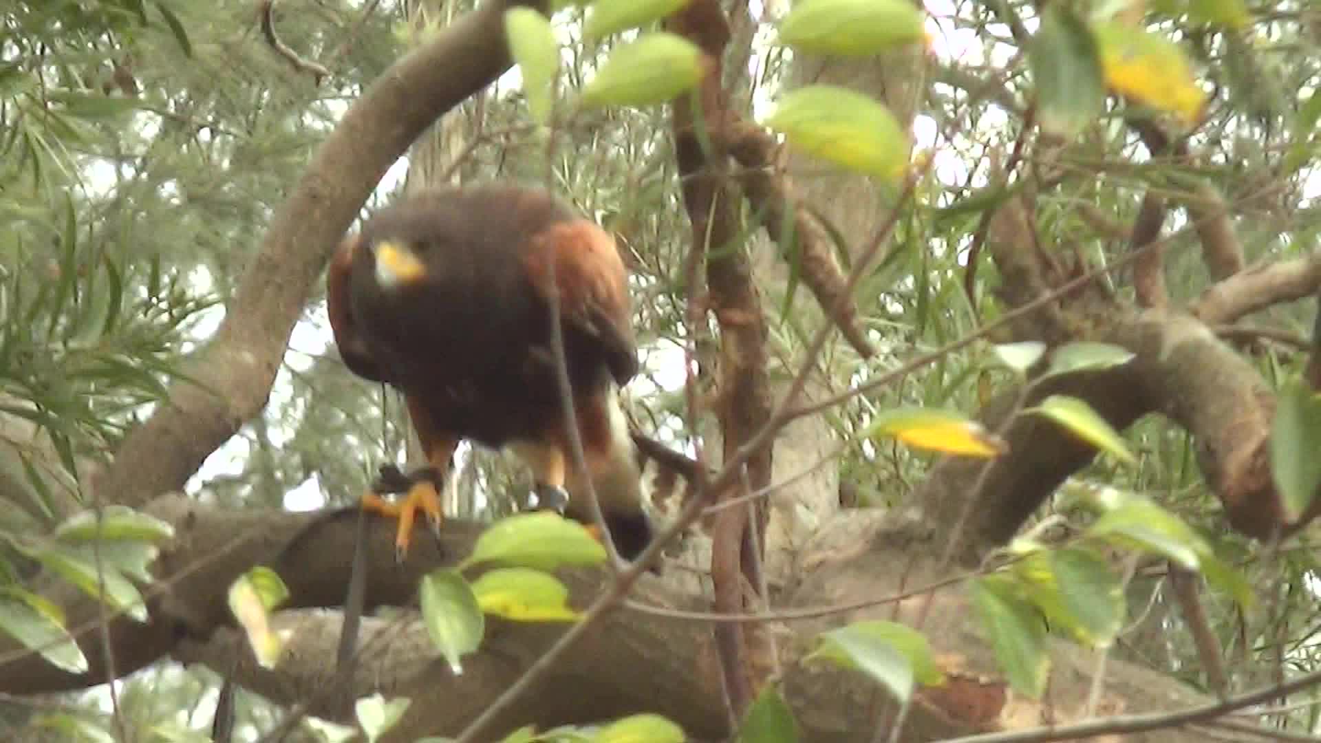 馴服鳥類之王一窺馴鷹背後故事| PeoPo 公民新聞