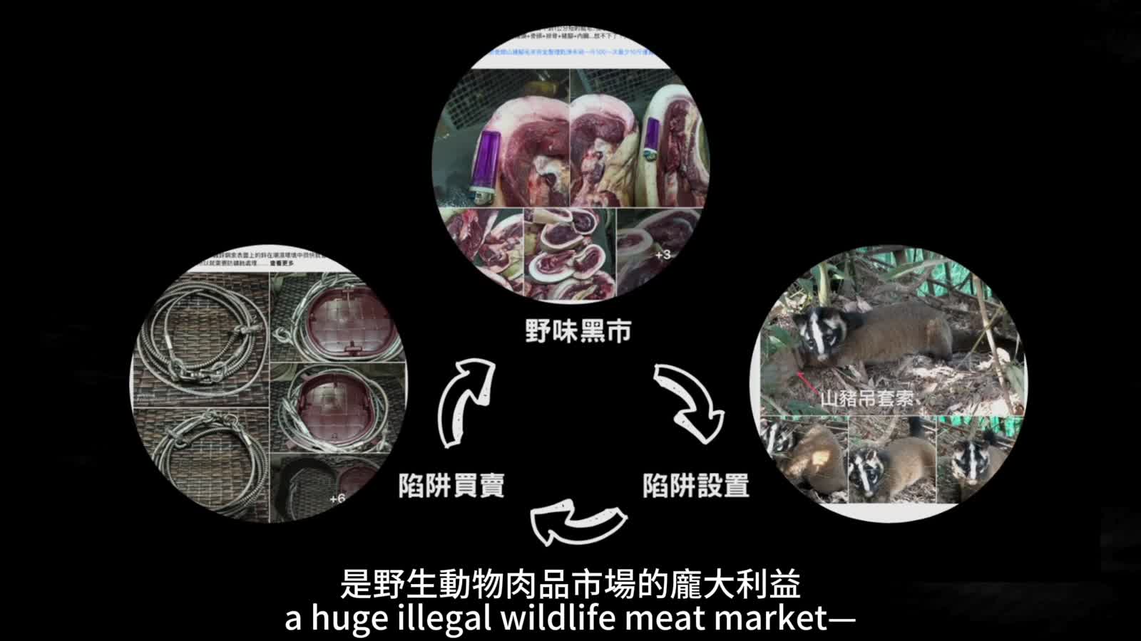 三分鐘影片，認識殘酷陷阱山豬吊！ | PeoPo 公民新聞